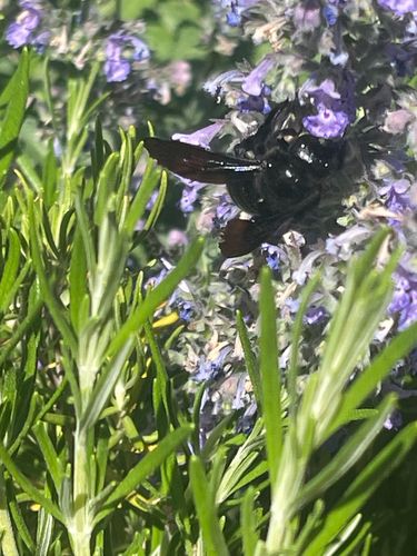 Xylocopa