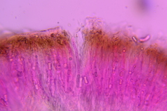 Auricularia mesenterica
