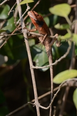 Calotes versicolor