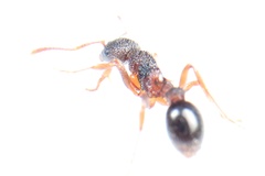Myrmica detritinodis