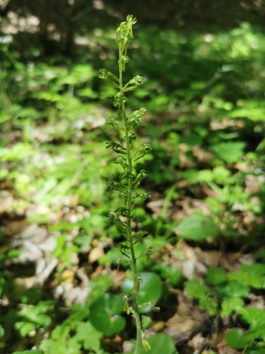 Common Twayblade