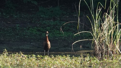 iNaturalist image