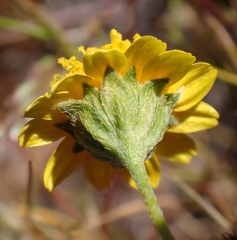 Lasthenia gracilis