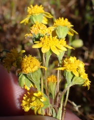 Lasthenia gracilis, photograph author not stated, no rights reserved