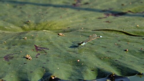 Common Bluetail