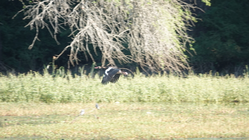 iNaturalist: (c) Doug Macdonald, some rights reserved (CC BY-NC), uploaded by Doug Macdonald iNaturalist image