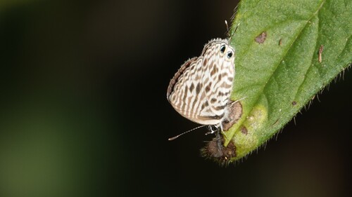 Common Zebra Blue Complex