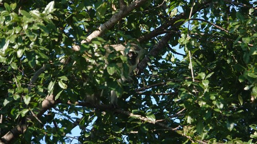 Vervet Monkey