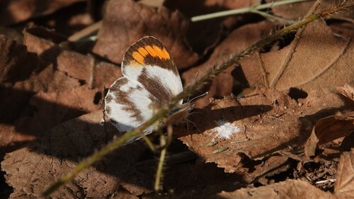 Southern Round-winged Orange Tip