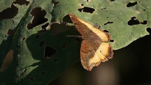 Southern Golden Piper