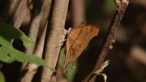 Club-tailed Squire