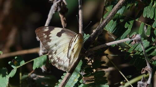 Eastern Pointed Caper White