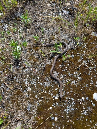 Smooth Snake