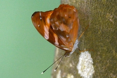 Herona marathus