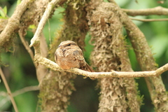 Hydropsalis climacocerca