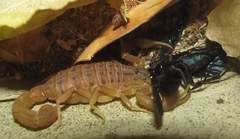 Hottentotta eminii