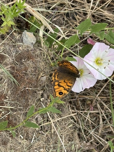 Wall Brown