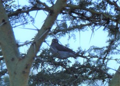 Melaenornis fischeri