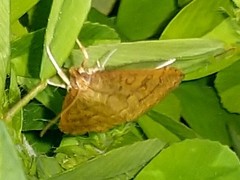 Psara obscuralis