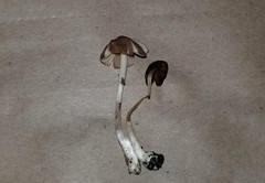 Conocybe fuscimarginata