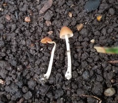 Conocybe fuscimarginata
