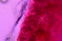 Conocybe fuscimarginata