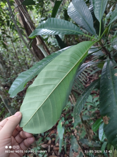Foto de Jelutong