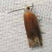 Reddish Phaneta Moth - Photo (c) Anita Gould, some rights reserved (CC BY-NC), uploaded by Anita Gould