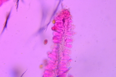 Conocybe fuscimarginata
