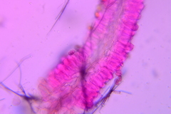 Conocybe fuscimarginata