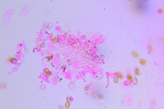 Conocybe fuscimarginata