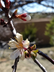 Prunus armeniaca