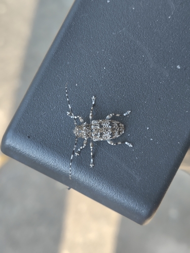 Aegomorphus clavipes