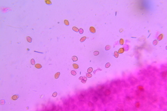 Conocybe fuscimarginata