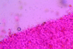Conocybe fuscimarginata
