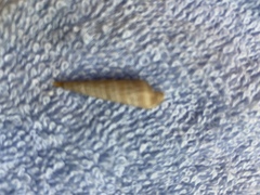 Terebridae