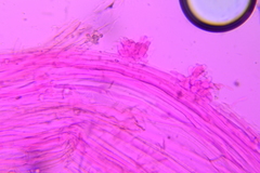 Conocybe fuscimarginata