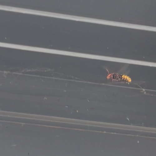 European Hornet