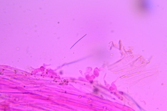 Conocybe fuscimarginata