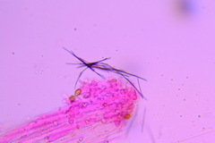 Conocybe fuscimarginata