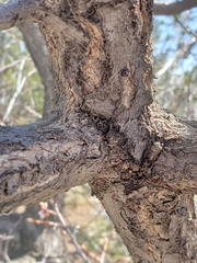 Prunus armeniaca