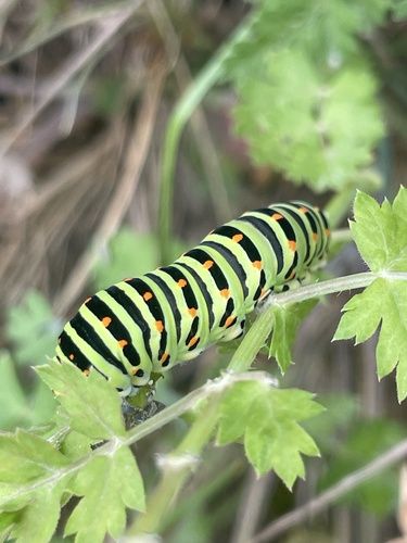 Old World Swallowtail