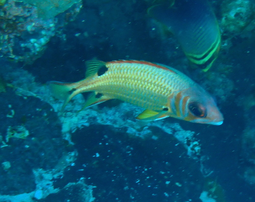 Blackblotch squirrelfish (Sargocentron melanospilos) — Holocentridae — 5