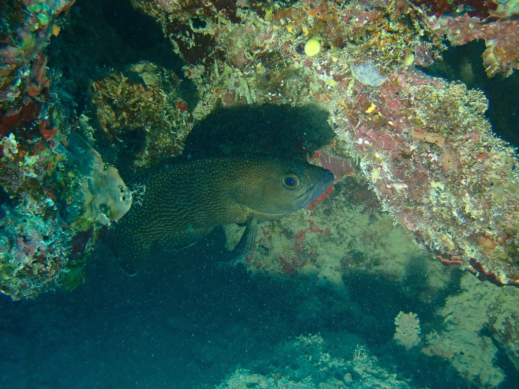 White-streaked grouper