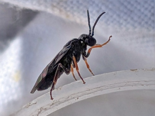 Wasp