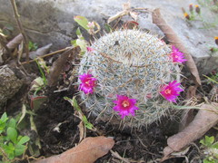 Mammillaria flavicentra