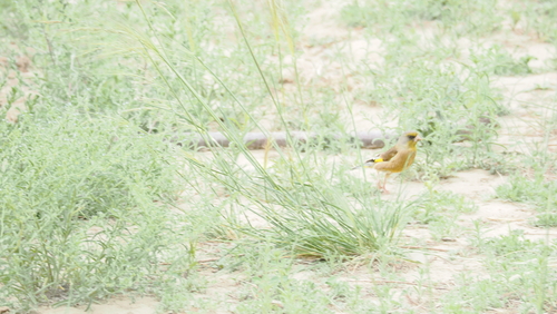 Oriental Greenfinch