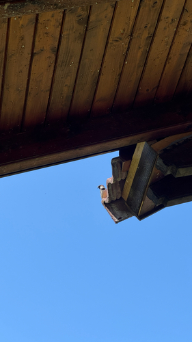 House Sparrow
