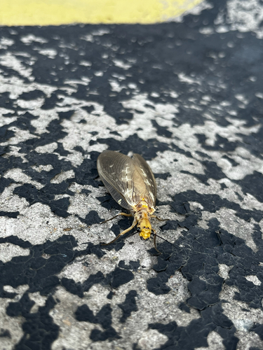 Protohermes xanthodes