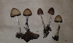 Psathyrella microrhiza